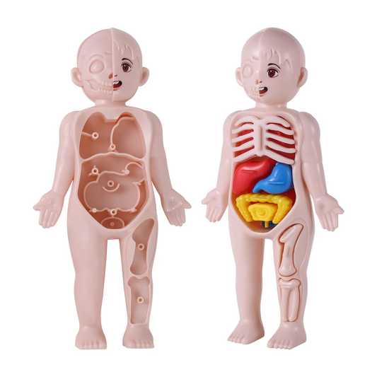 14Pcs Set Human Organ Model Children DIY Assembled Medical