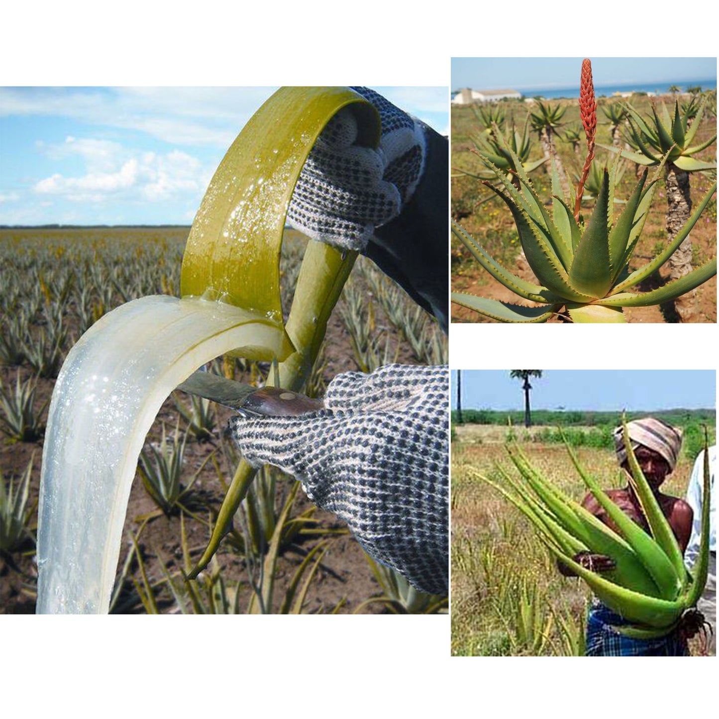 110 ml African Rosemary& Cloves Hot Oil