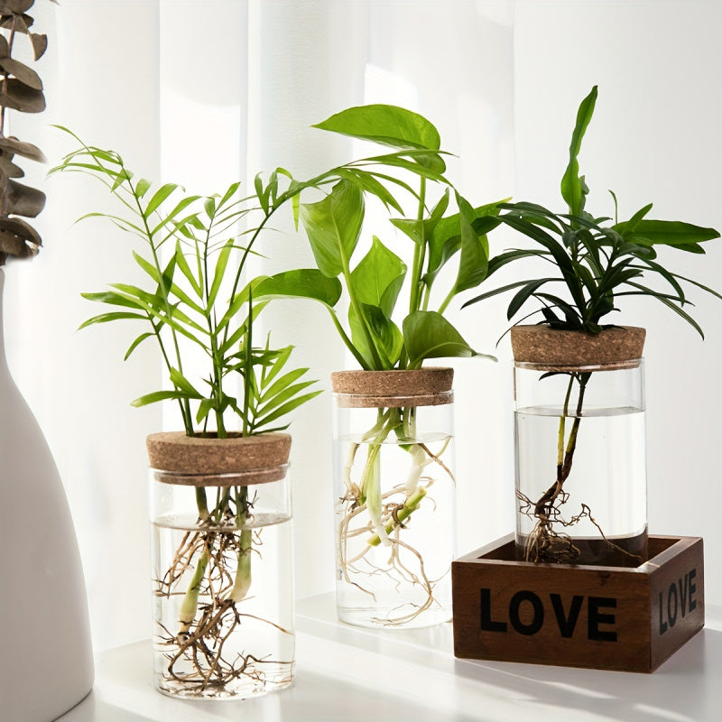 Hydroponics Plants Desktop Glass Planter Vase