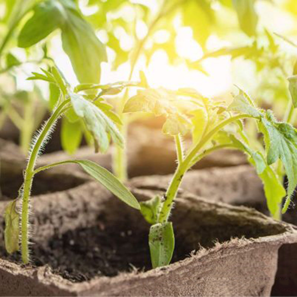 50 Pcs 6cm Garden Round Peat Pots Plant Seedling Starters Cups