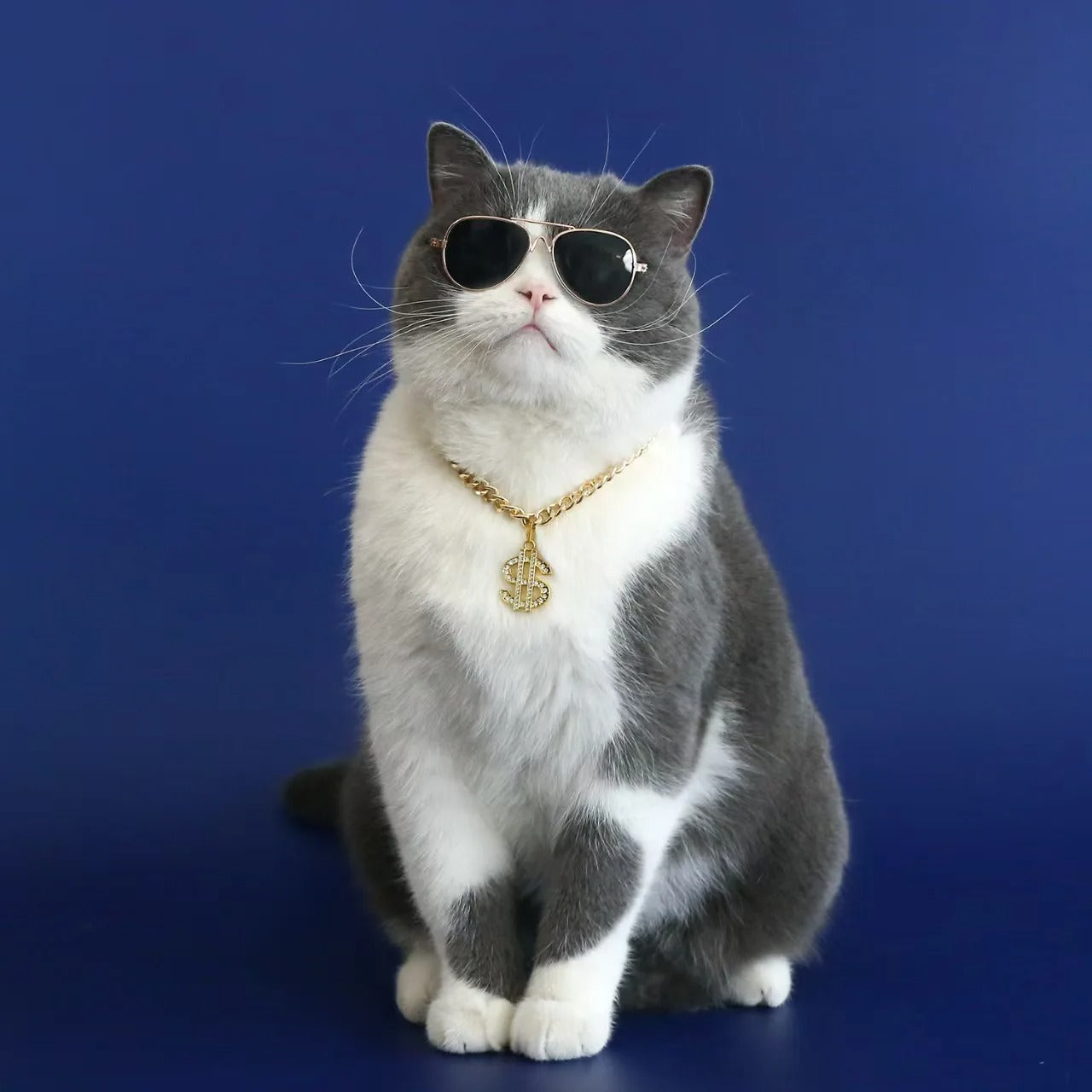 Golden Dollar Chihuahua Dog Accessories for Cat Neck Wear