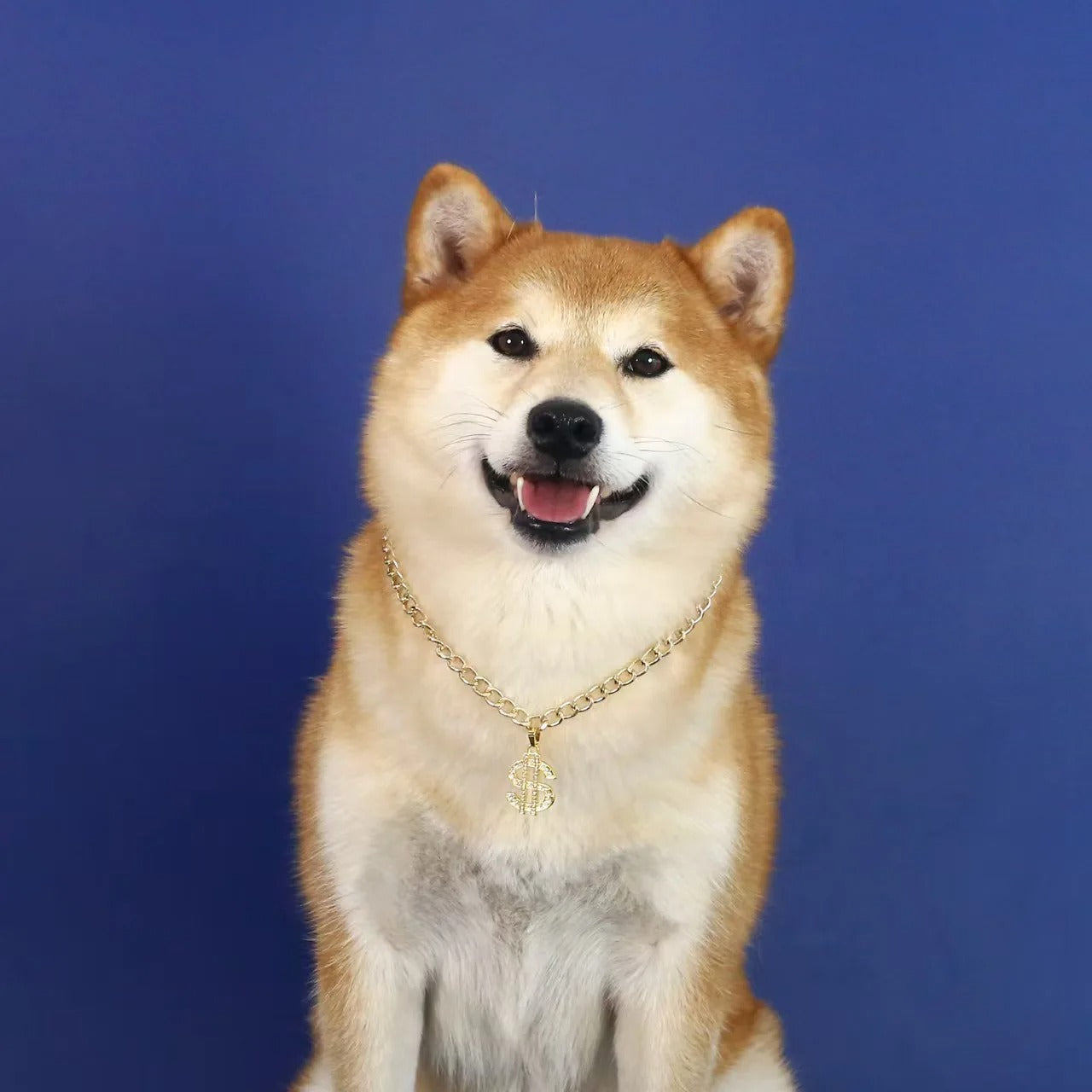 Golden Dollar Chihuahua Dog Accessories for Cat Neck Wear