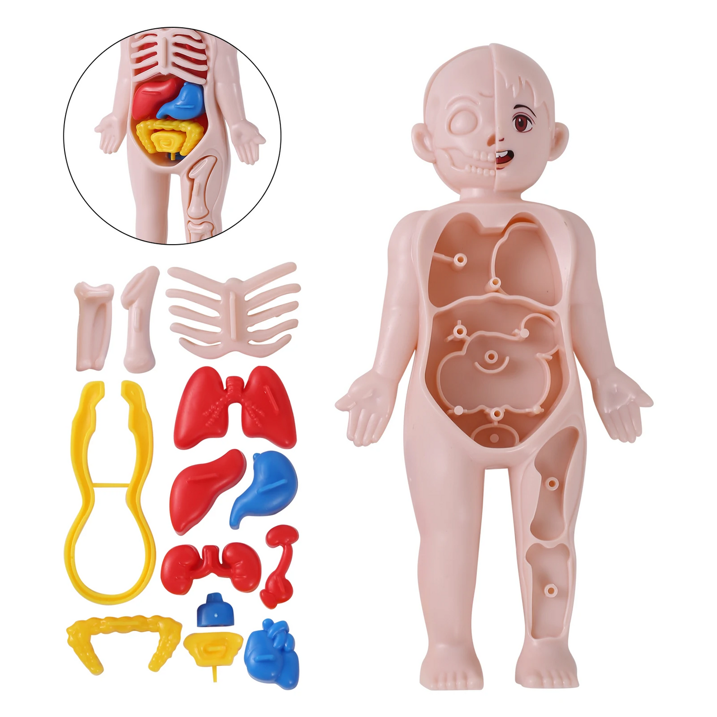 14Pcs Set Human Organ Model Children DIY Assembled Medical