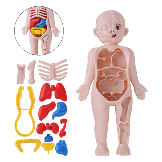14Pcs Set Human Organ Model Children DIY Assembled Medical