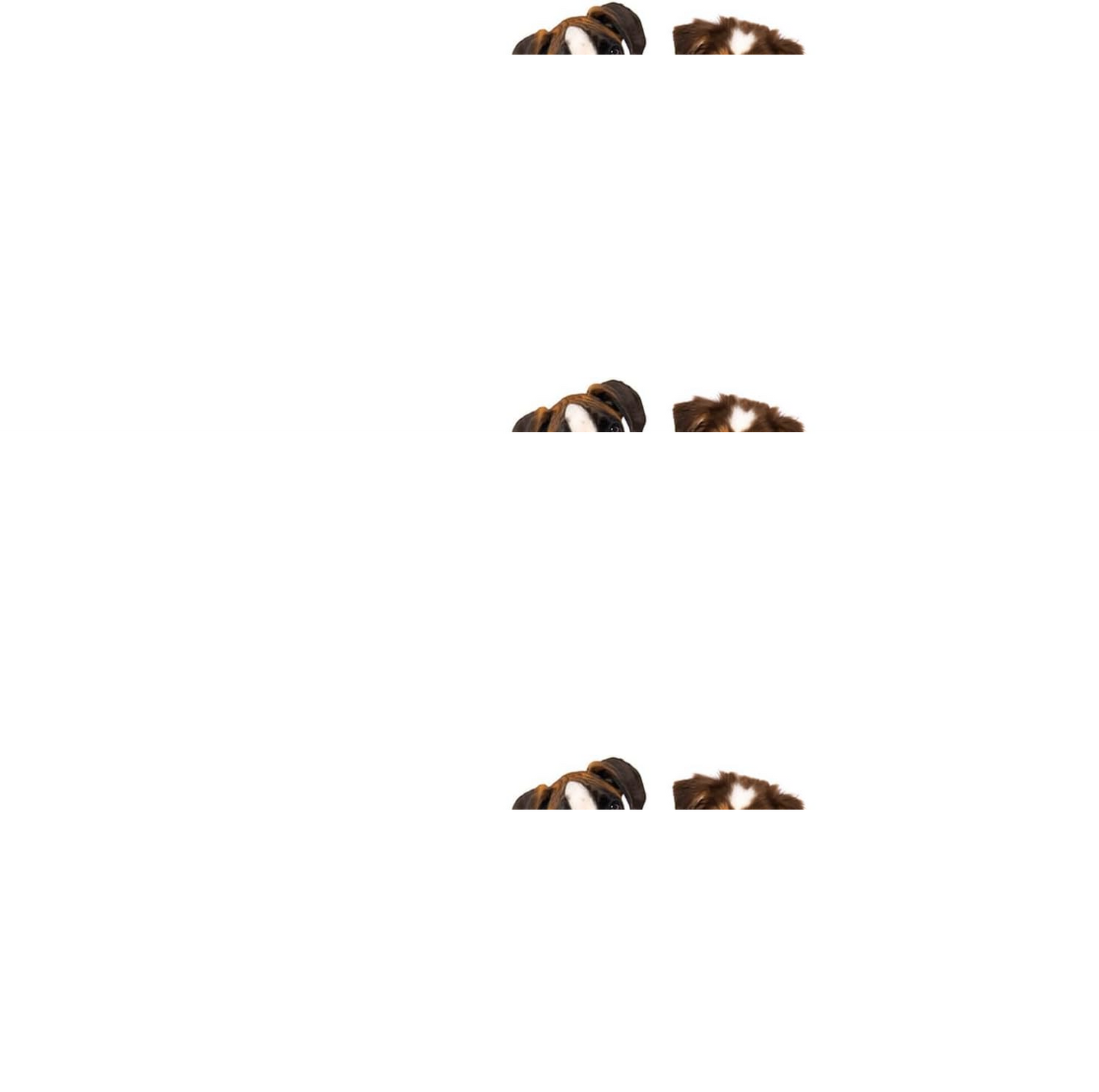 Pet Dog Raincoat Waterproof Reflective Rain Coat Cute Bear Shape Dog