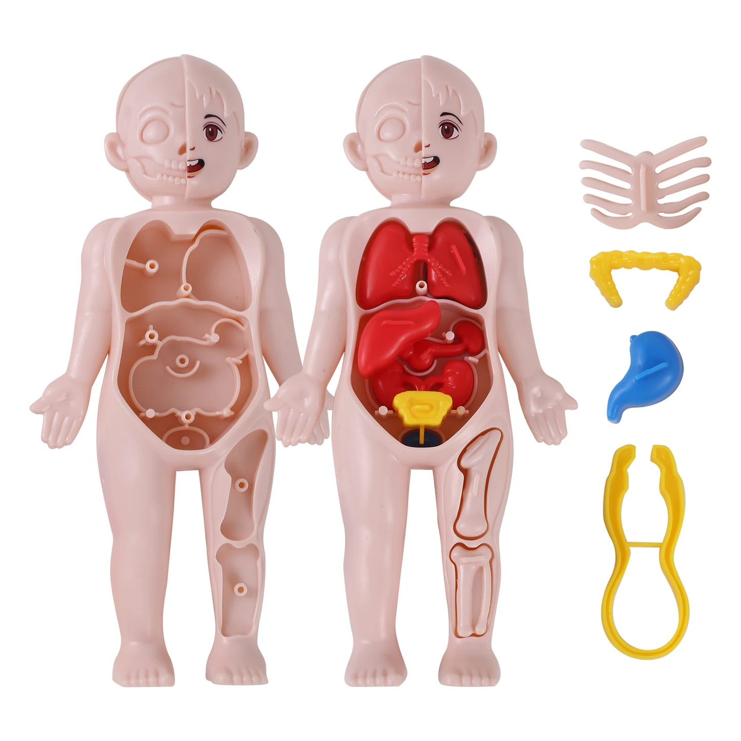 14Pcs Set Human Organ Model Children DIY Assembled Medical