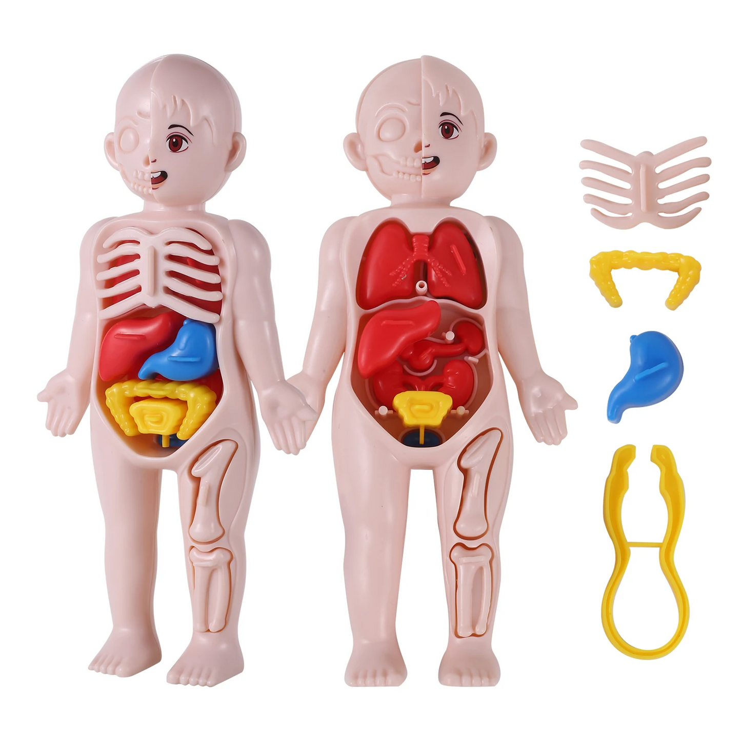 14Pcs Set Human Organ Model Children DIY Assembled Medical
