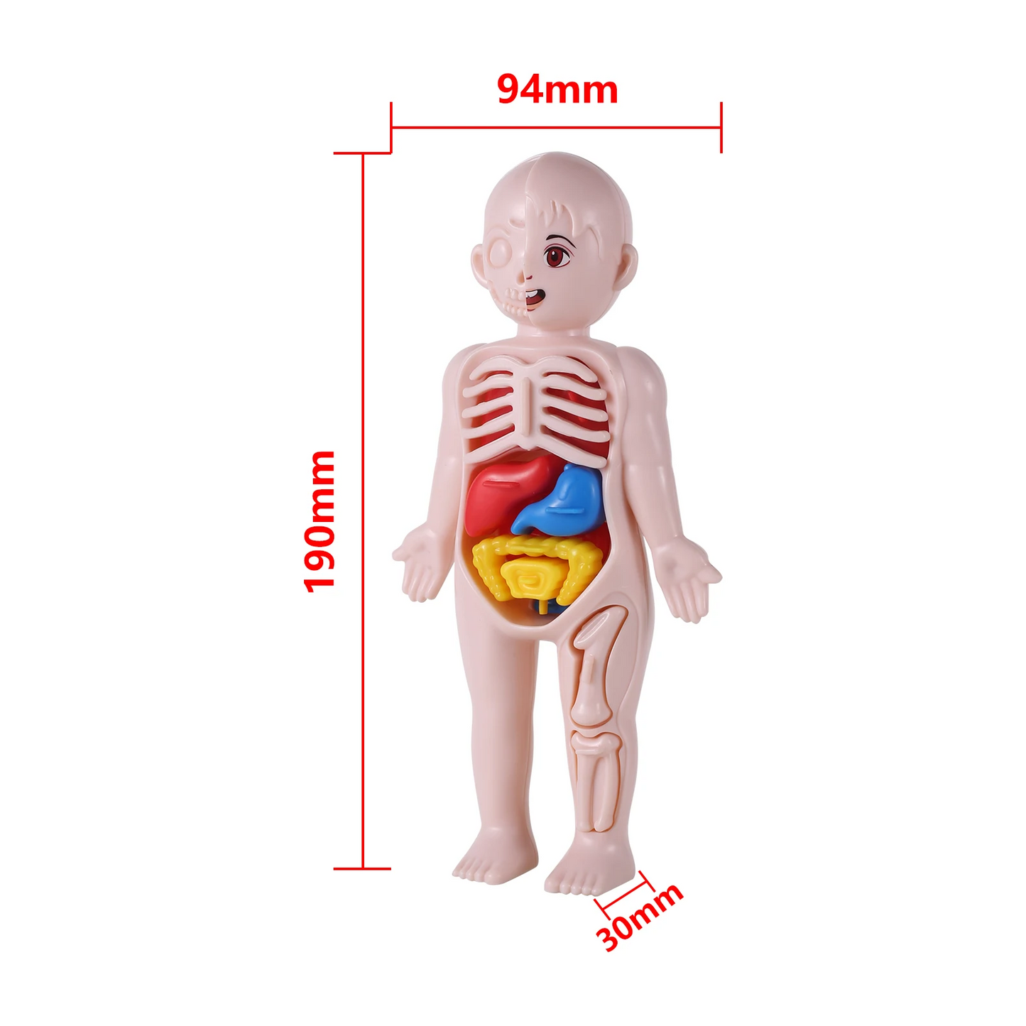 14Pcs Set Human Organ Model Children DIY Assembled Medical